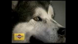 Alaskan Malamute  il documentario [upl. by Nidia872]