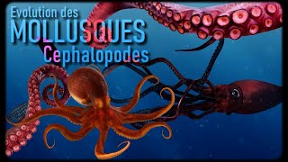 Les Céphalopodes Mollusques 33 [upl. by Esila784]