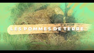 Les pommes de terre  comment ça pousse [upl. by Carlye322]