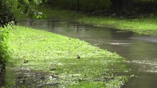 Hochwasser in Wolfenbüttel [upl. by Rawdon205]