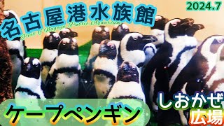 【水族館】ワチャワチャするケープペンギン名古屋港水族館Port of Nagoya Public Aquariumしおかぜ広場2024年7月 [upl. by Kilian603]