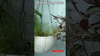 लटकते हुए पौधे dollarweed syngonium portulaca wanderingdude brahmi pothos GreenEarthGarden [upl. by Sussman]