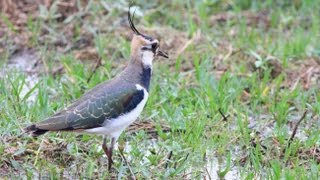 Northern Lapwing Peewit Green Plover [upl. by Westbrooke]