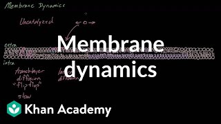 Membrane dynamics  Cells  MCAT  Khan Academy [upl. by Nehtan]