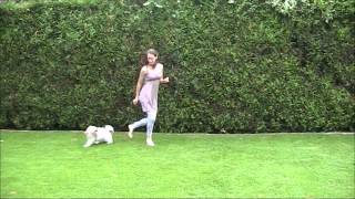 Havanese Emilia amp canine freestyle dog dance [upl. by Ylim]