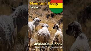 MOUNTAIN SHEEP in BOLIVIA JBManCavecom Shorts [upl. by Stroud159]