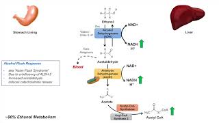 Ethanol Absorption and Metabolism  Alcohol Metabolism Pathway [upl. by Giltzow]