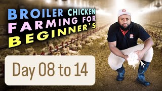 Day 0814 BudgetFriendly Brooding for Broiler Chicks  Winter Care Tips amp Tricks [upl. by Rahs106]