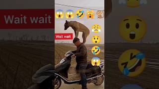 Samajhdar kutta hai 😲😱 shorts funny comedy trending ytshorts youtubeshorts shortfeed video 🤣 [upl. by Sang]