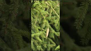 Beautiful conifer tree swaying in wind LykFz nature reels [upl. by Castora814]