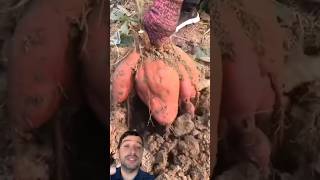 Así Es La Planta De Camote 🌿🍠 shortvideo shortsvideo short shorts shortsfeed [upl. by Wilhelm]