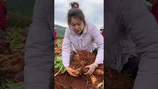 Beautiful nature farm fruit PS004 farming fruit shorts shortvideo [upl. by Sine]