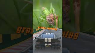 GRASSHOPPERS OR LOCUSTS short facts [upl. by Nodroj89]