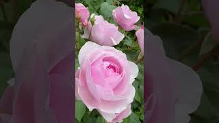 ‘ Olivia Rose Austin ‘ Ausmixtureno 20 fragrance rating 4⭐️s disease resistance rating 7⭐️s [upl. by Lled]