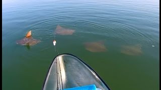 Cownose Rays Speckled Trout Fishing in a Clear Canoe [upl. by Gonzalo]