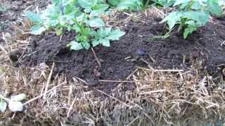 Straw Bale Gardening Basics with Determinate Tomatoes [upl. by Yliab]