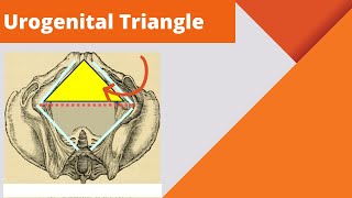 Urogenital triangle  Anatomy boundaries and contents of the urogenital triangle [upl. by Eanrahc]