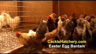 Easter Egg Bantam Chicken Breed Breeder Flock  Cackle Hatchery [upl. by Ayortal]