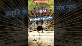 🦚Peacock  mor ki video  मोर का डांस mordance peacockdance short [upl. by Newhall619]