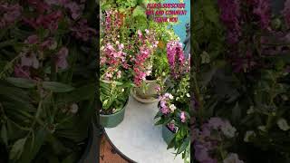 😍 Angelonia burgundy and purple GORGEOUS got them at Calloways plants flowers flower beautiful [upl. by Primalia]