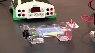 How To Load and Run Agarose Gel Electrophoresis [upl. by Ellatsirhc892]