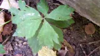 Daddy Long Legs Spider in forest [upl. by Jermayne837]