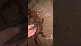 Red Monster Bearded Dragon Shedding It’s Skin Not all heros wear capes [upl. by Judie]