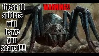 10 biggest spiders in the world [upl. by Nannarb554]