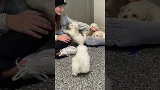 Adorable Bichon Frise Puppy Compilation 🥰🐶 [upl. by Alag]