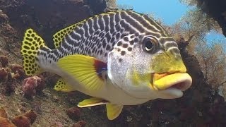 Diving in Bali 720p [upl. by Klinges]