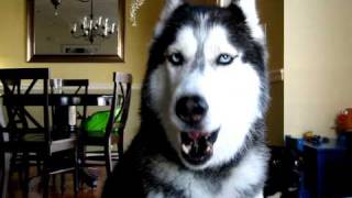 Mishka says quotHow are you How u doinquot  Husky Dog Talking [upl. by Willyt391]