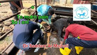 Why dystocia happen in cattle Dr Saddam [upl. by Brandwein]