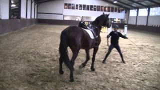 Herman Koorman in about 15 minutes a 4 year old stallion broken in during stable visit Team Nijhof [upl. by Erwin859]