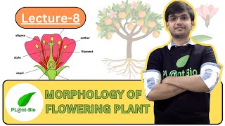 Morphology of Flowering Plants class 11 biology  LECTURE8  NEET BIOLOGY  NCERT line by line [upl. by Goody]