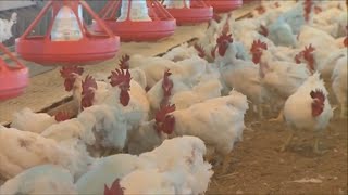 Avian flu outbreak More than 1 million birds euthanized in Bay Area [upl. by Yelwah]