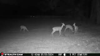 05 25 24 1242 03am Several deer eating in the upper back field near the mineral block deer [upl. by Jankey]