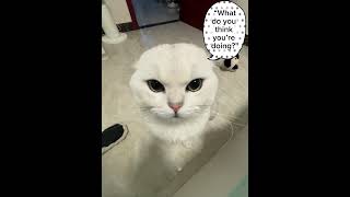 quotSomeone’s not happy 😾 This grumpy white kitty means business SassyCat GrumpyMood CatAttitudequot [upl. by Ardnaeed]