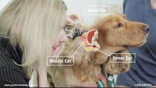 Greencross Vets  Ear Infections in Pets [upl. by Livvie]