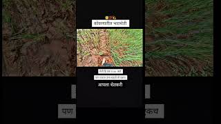 short reels kokan viralreels viralvideos chandolin agriculture setakri setivadi nature [upl. by Audrye]