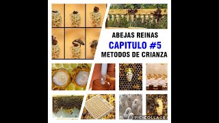 Crianza de Abejas Reinas todos los metodos de la A a la Z  CAPITULO 5 SELECCION DE LARVAS [upl. by Ahsied201]