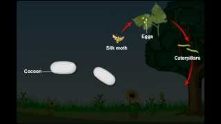 Life Cycle of a Silk Moth from Fibre to Fabric  What is Sericulture [upl. by Mohun]