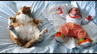 Babies and Cat are Best Friend  Коты и дети лучшие друзья P2 [upl. by Ahtreb]