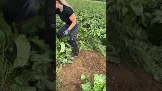 UNE AGRICULTRICE NOUS PARTAGE SON METIER EN VIDEO  agricultrice machinesagricoles farming [upl. by Hanad]