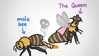 Why There Are No King Bees [upl. by Akemej]