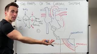 Parts of the Cardiac System Heart Anatomy [upl. by Yaya242]