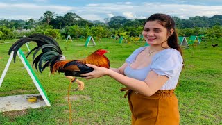 Extraordinary Chickens of ADC Roxy Gamefarm in Bamban Tarlac [upl. by Anatnom680]