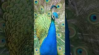 Peacock Calls  Peafowl Bird Sounds peacock birds [upl. by Goerke145]