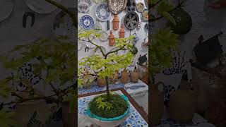 maple bonsai tree Japanesemapletree nature plants garden landscape watering naturelover [upl. by Tezzil]