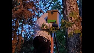 2 Swarm Trap Catch goes into New Insulated Layens Hive [upl. by Reede]