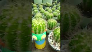 Cactus echinopsis cactus globoso [upl. by Merrily244]